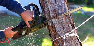 Borger, TX  Tree Services Company