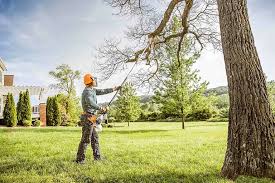 Best Tree Health Inspection  in Borger, TX