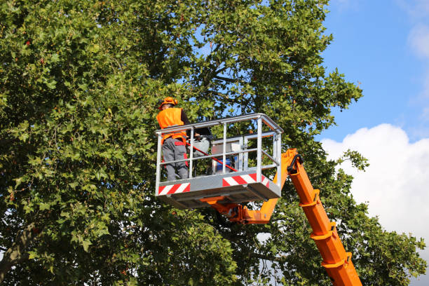  Borger, TX Tree Services Pros