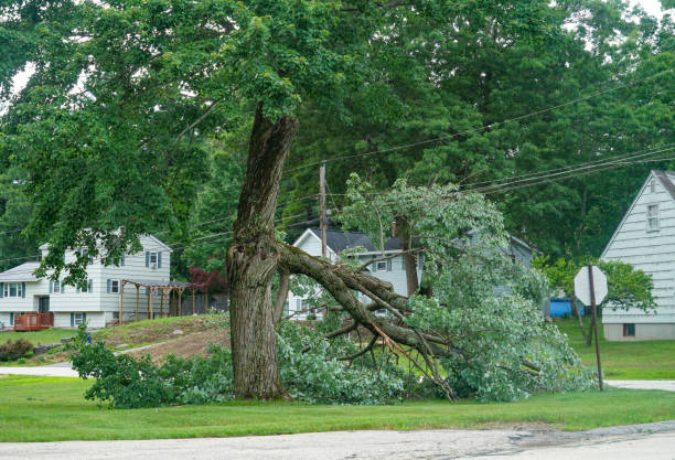 How Our Tree Care Process Works  in  Borger, TX