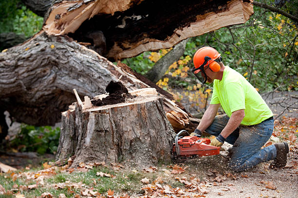 Best Utility Line Clearance  in Borger, TX