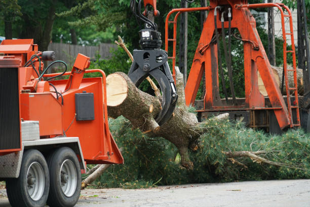 Best Lawn Dethatching Services  in Borger, TX