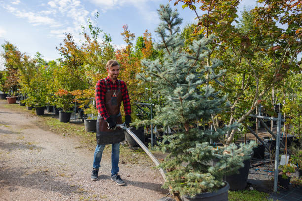 Best Tree Preservation Services  in Borger, TX