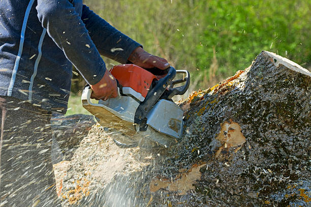 Best Leaf Removal Services  in Borger, TX