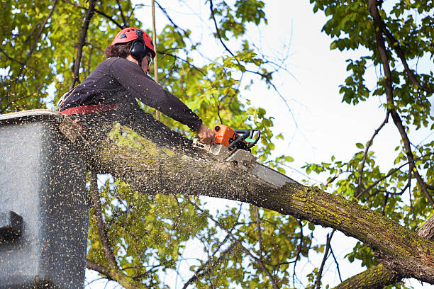 Best Tree Cabling and Bracing  in Borger, TX